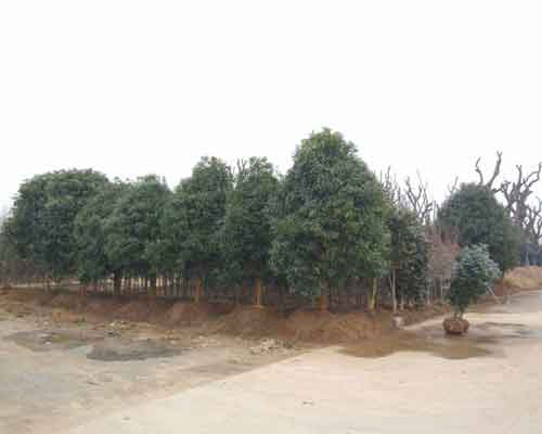木樨