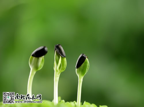种子处理技术