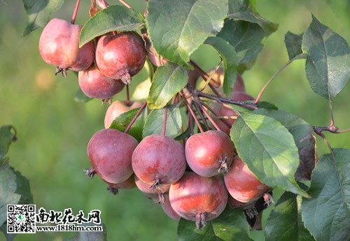 紫叶李