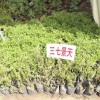 三七景天供应|草本植物三七景天
