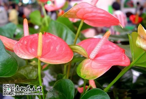 红掌