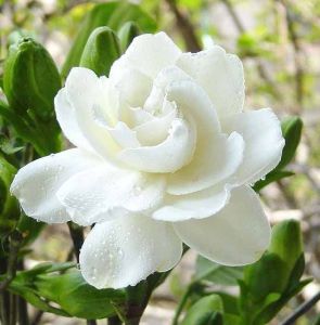 大叶栀子花