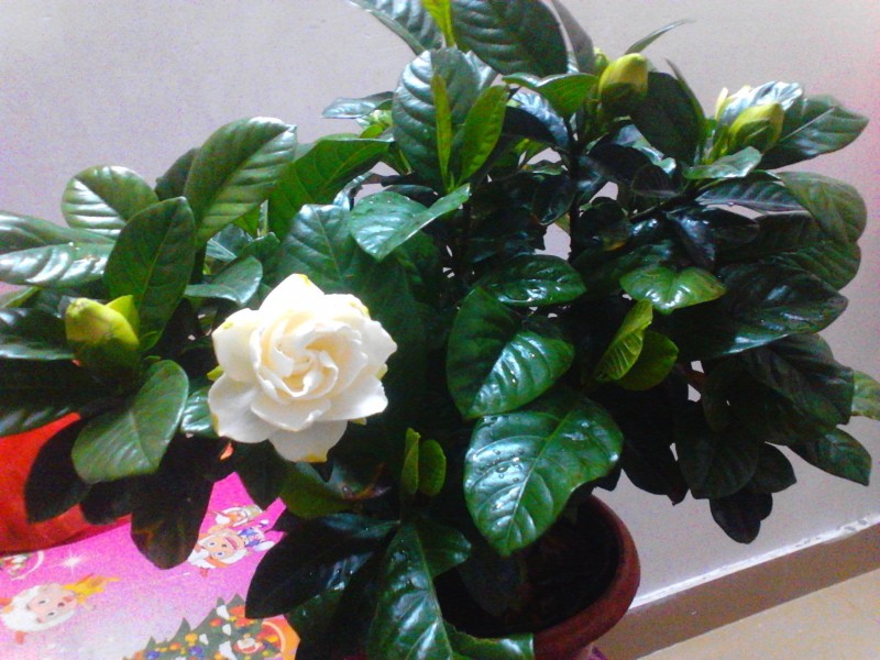 大叶栀子花