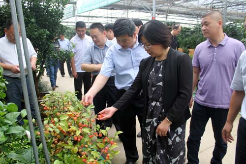 沭阳国际花木城盆景区