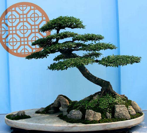 松树盆景修剪