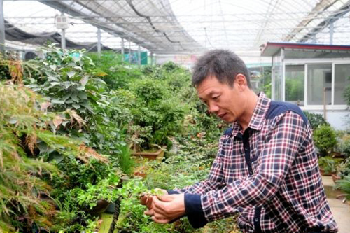 沭阳国际花木城经营户鲍俊虎