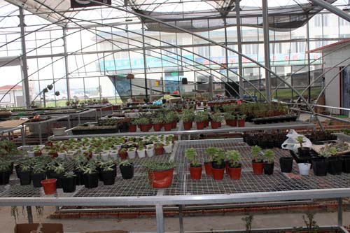 沭阳国际花木城电商区