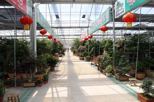 沭阳国际华城盆景区