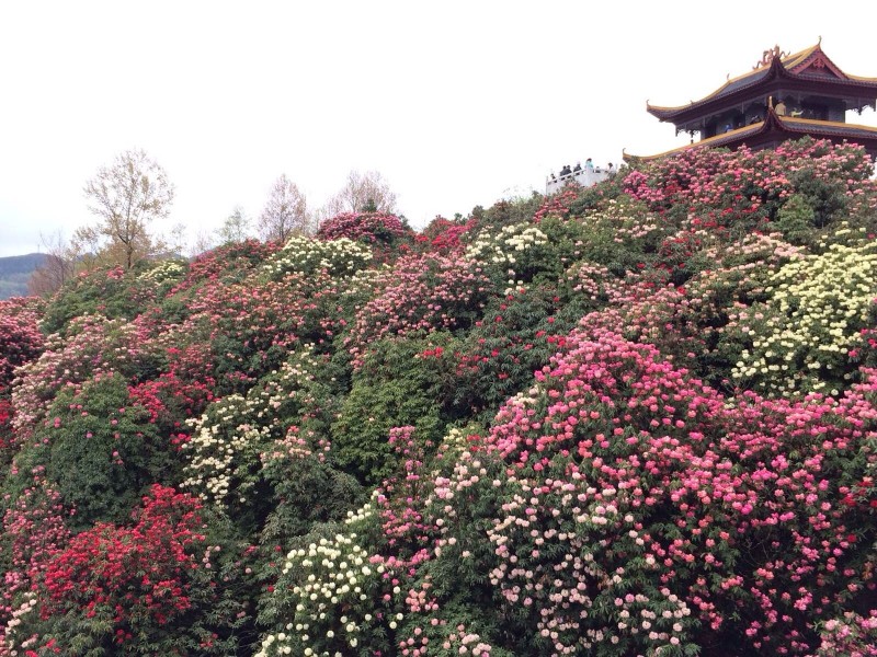 毕节百里杜鹃管理区