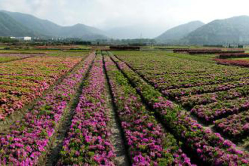 花卉种植基地