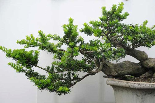 小叶罗汉松盆景