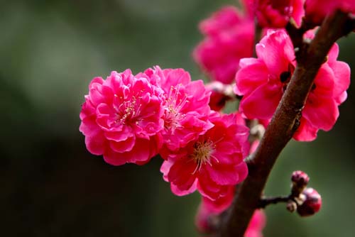 梅花图片
