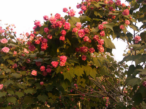 木芙蓉图片