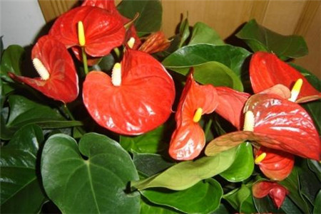 红色马蹄莲