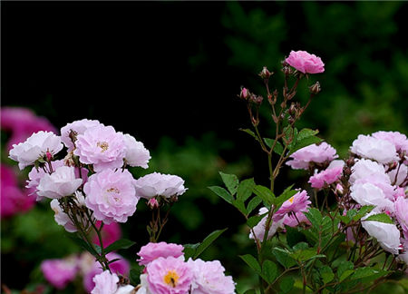 蔷薇花图片