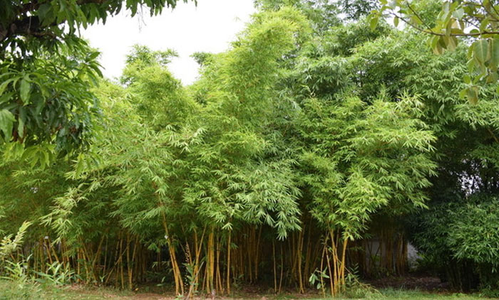 凤尾竹