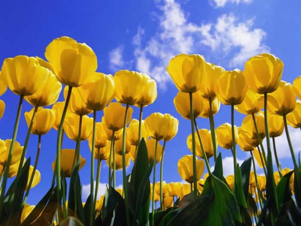 郁金香花语