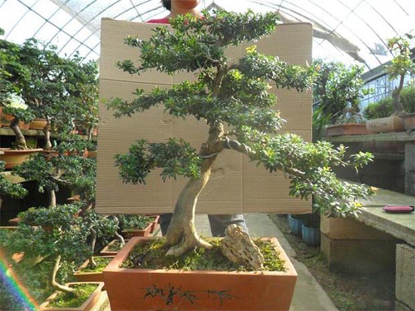 罗汉松盆景