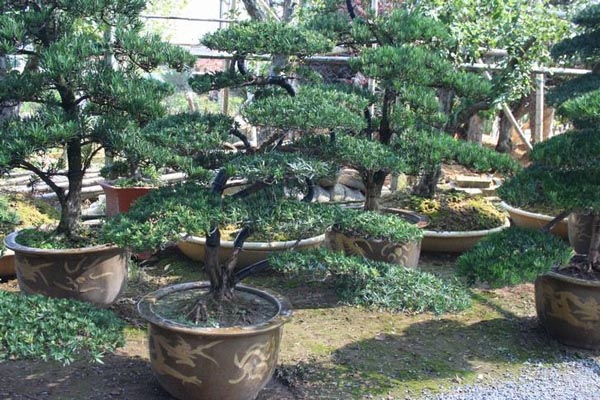 罗汉松图片