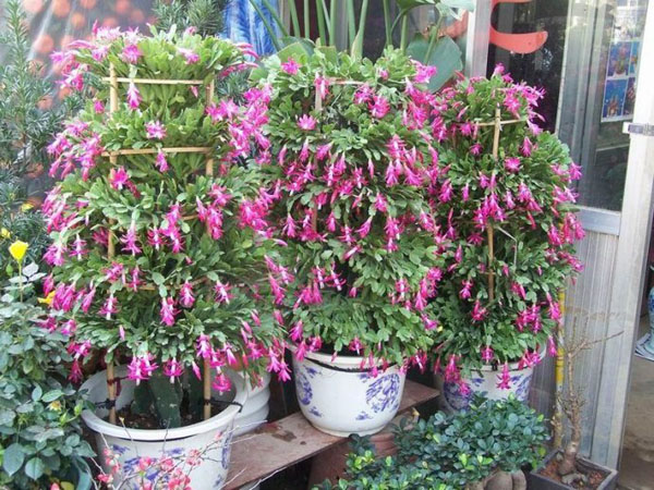 蟹爪兰着花