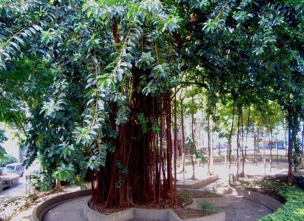 菩提树代价