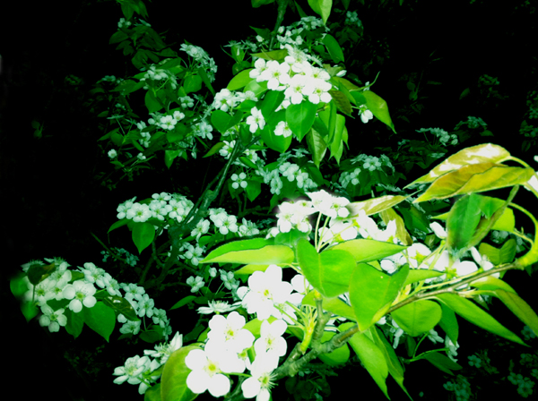 夜来香花期