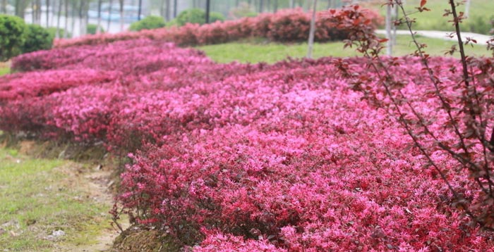 湖南红花继木小苗