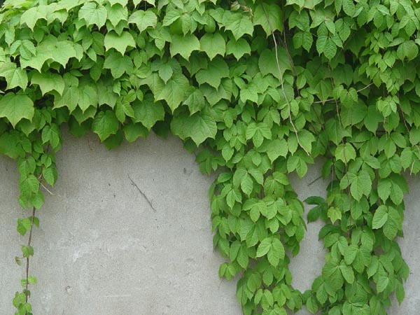 登山虎