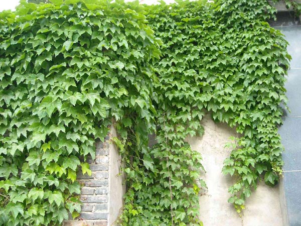 登山虎图片