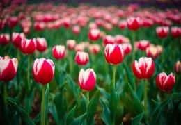 2021年我国花卉进出口贸易额达7亿美元