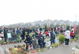 萧山小苗早市（图集）