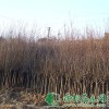 供给樱花树|樱花树价钱