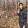 供给红枫树|红枫树价钱