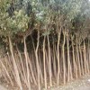 供给大叶女贞树