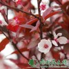 供给紫叶李|紫叶李价钱