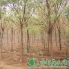栾树价钱|供给栾树