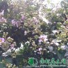 供给紫薇|佳构紫薇