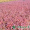 供给红叶小檗|红叶小檗价钱