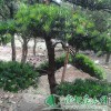 罗汉松盆景|罗汉松价钱