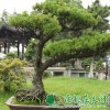 五针松盆景|五针松价钱