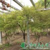供给五角枫|五角枫价钱