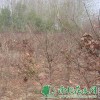 供给红枫小苗|红枫价钱