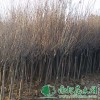 樱花树小苗|樱花树价钱