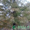 供给中山杉|中山杉价钱