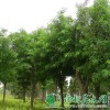 供给杜仲树|杜仲树价钱