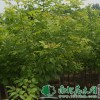 速生洋蜡|洋蜡树价钱