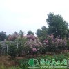供给紫薇|紫薇小苗