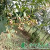 供给紫薇树小苗|紫薇价钱