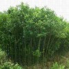供给大叶女贞|大叶女贞小苗