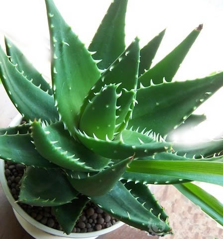 芦荟的莳植手艺